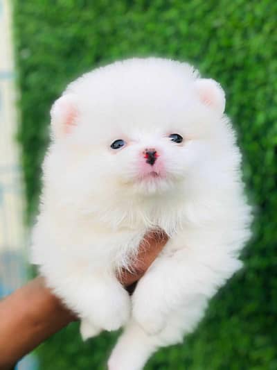 toy pom