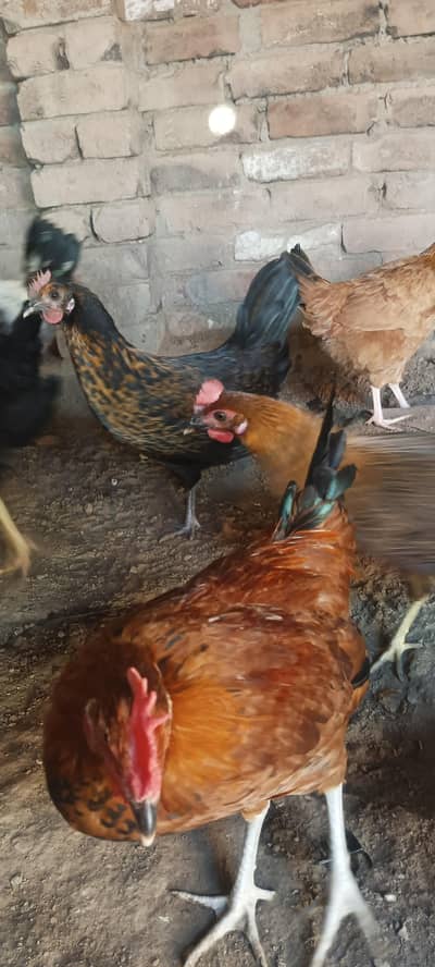 گولڈن مصری مرغیاں عمر 6 ماہ 14 پیس 9 مرغیاں 5 مرغے