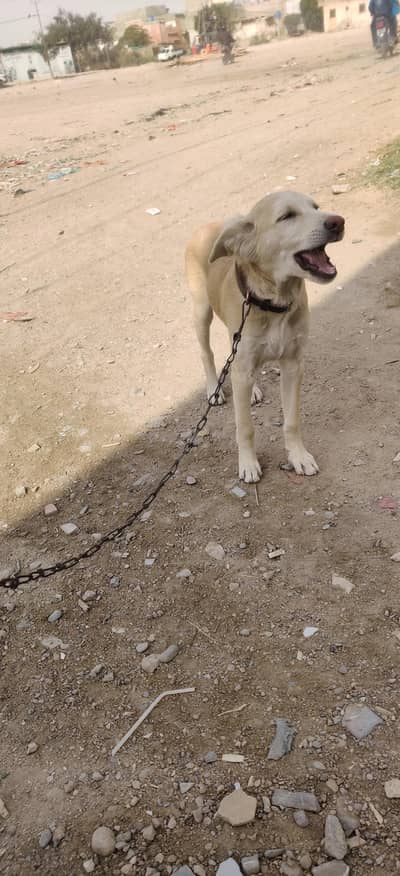 golden retriever puppy for sale