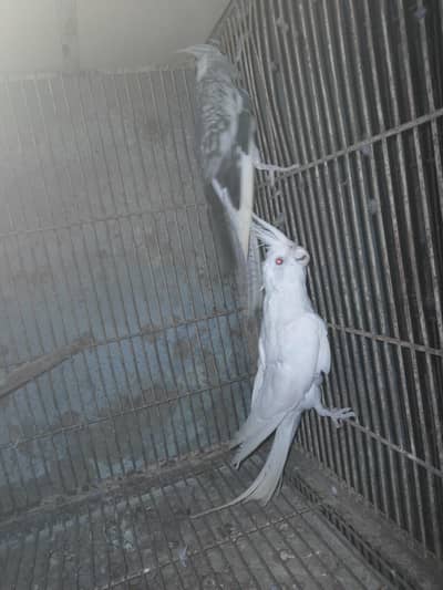 Eno red i Male eno peral female