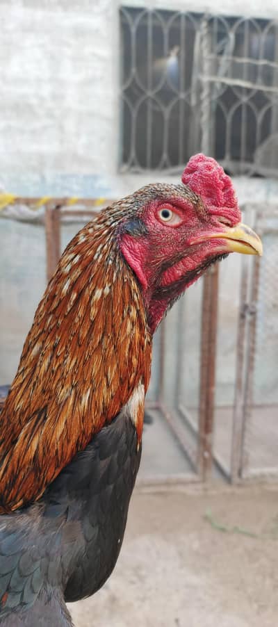Aseel lasani breeder male for sale long hightedand weighted3to4 kg