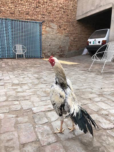 White jawa Aseel murga