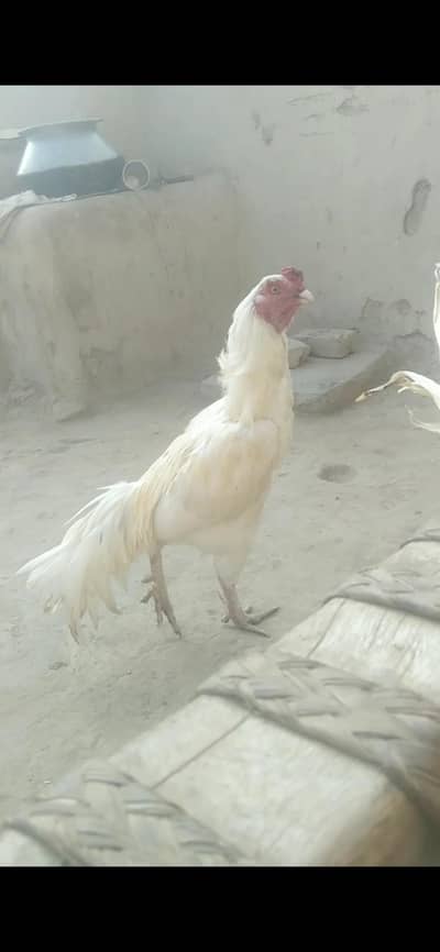 Aseel pair Out class