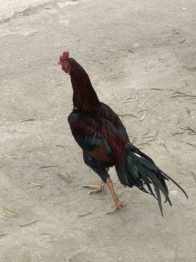 Adeel pure full active