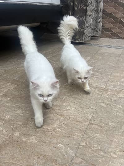 Percian Cats pair