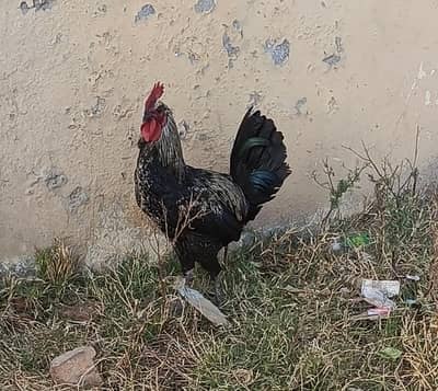 murgha misri hy urgant sell krna hy