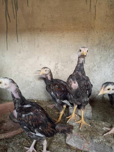 WhatsApp number 03046329468