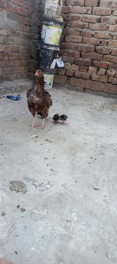 pure Mian wali hen with 3 chick's