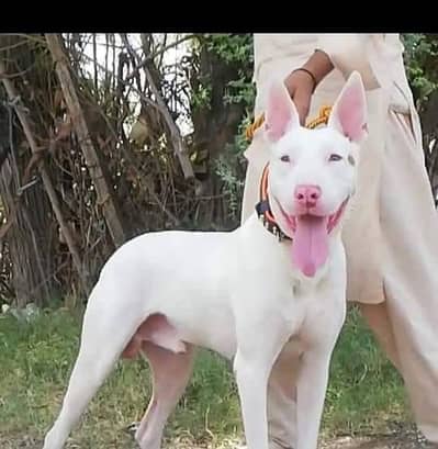 Guwahati gultair male age 12 month for sale