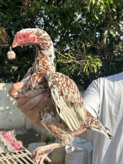 Aseel female cheeni or mushki