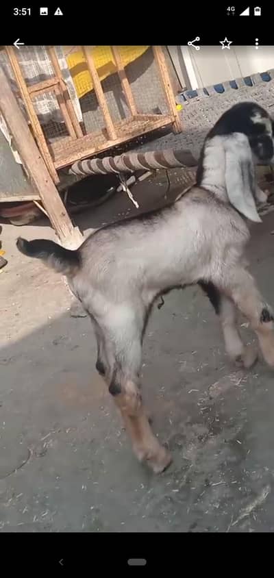dasi bakra bacha  03234438191