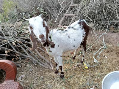 arjand sele 2 bakre or 1 patha ha