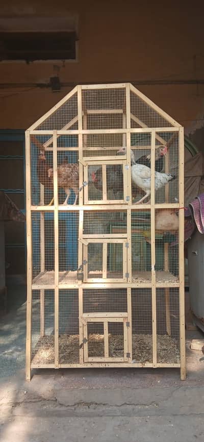 Desi hens for sale