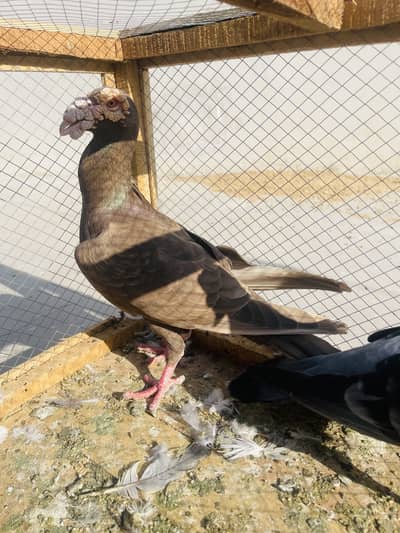 original English carrier pigeons
