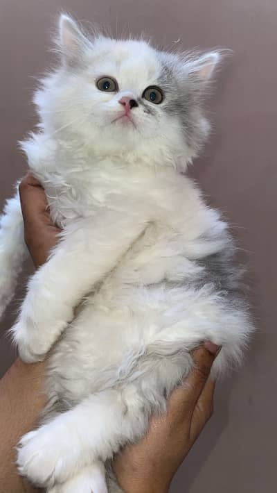 Persian kittens 2 months old