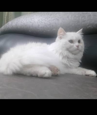 Persian cat for sale