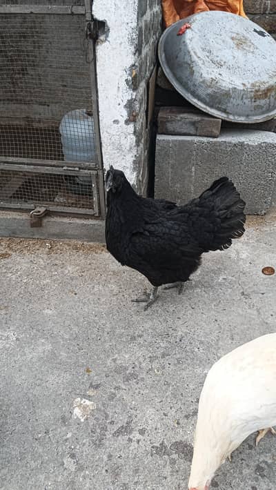 ayam cemani