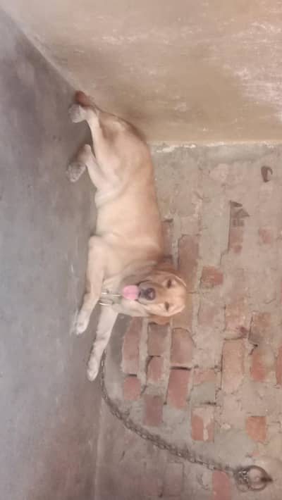American Labrador Female for Sale – Healthy & Active