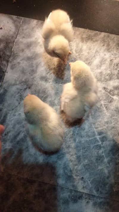 Paper white Heera Chicks