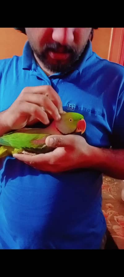 Raw parrot Talking & Hand Tame