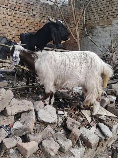 goat's for sale