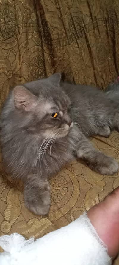 Persian cat playing nothing but bread after 1.5 month available