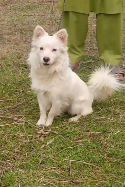 Russian male double coat 10 month for sale