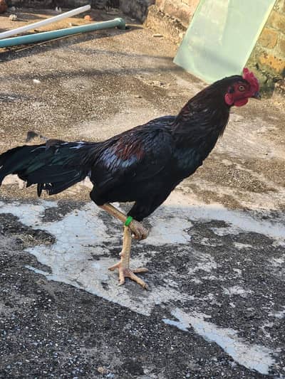 1 male and 2 females