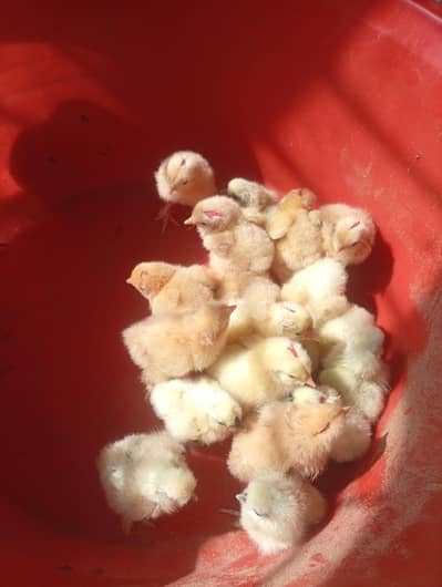 Silki Chicks Available