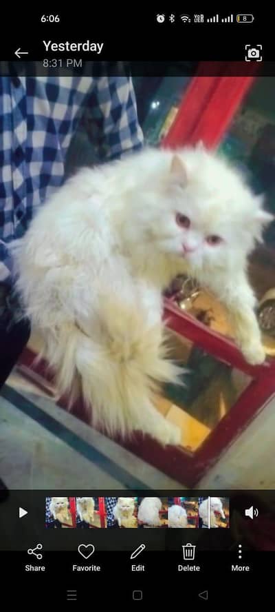 Persian Cat Male