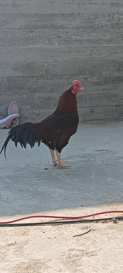 Young Aseel Murgha – Strong Body | Healthy & Active  Description