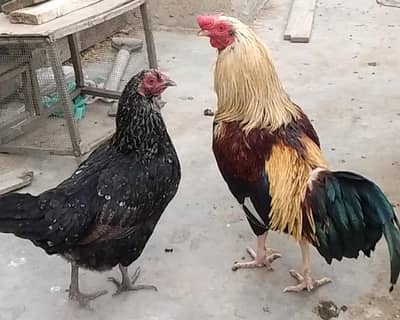 buff cross, aseel and misri mix breed