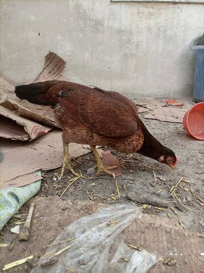 aseel Patha pathi pure