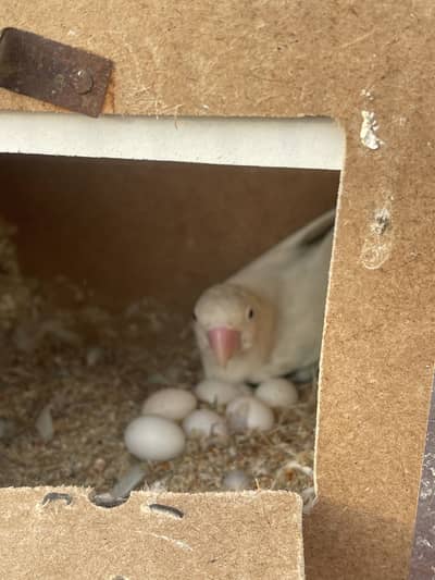 Albino lovebirds
