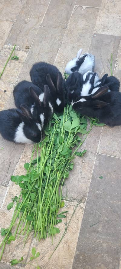 BABY RABBITS FOR SELL
