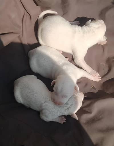 Guitar Baby for sale