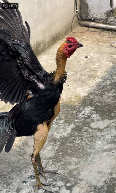 One Male , 3 females