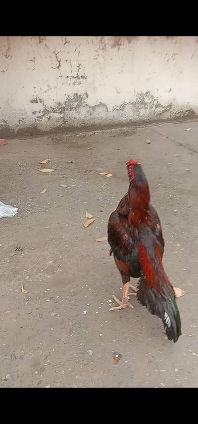 high quality tela patha for sale