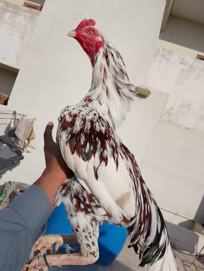 Aseel Mianwali Cheena Patha