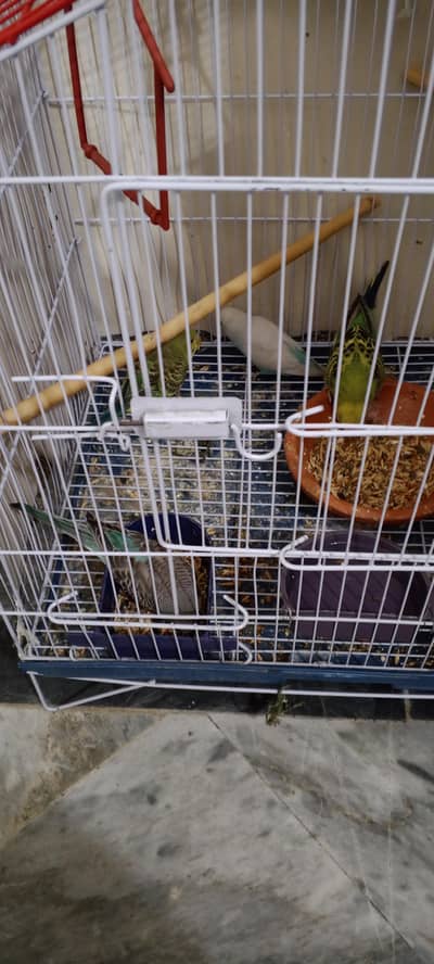 Australian parrot pair