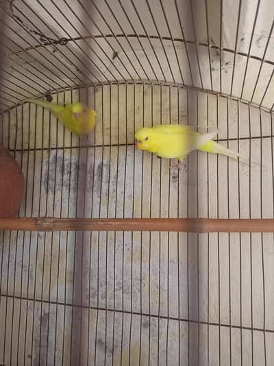 Red Eyes Budgie's Pair