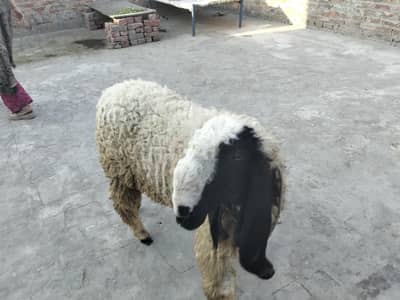 Animal sailing point