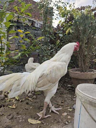 heera aseel egg available hy 100%white bucho walY egg