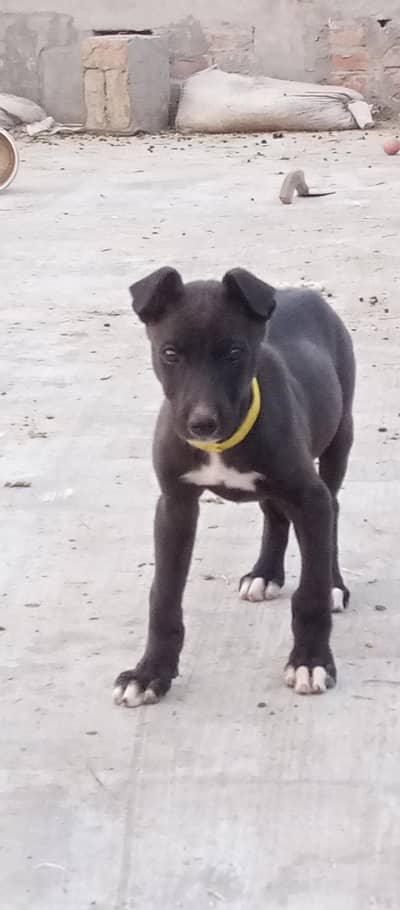 tazi female puppi age 2 manth