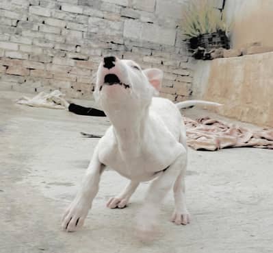 kohati Gultair puppy for sale