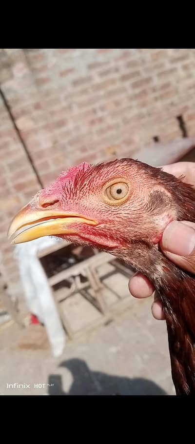 aseel vait and Pakistan patha for sale