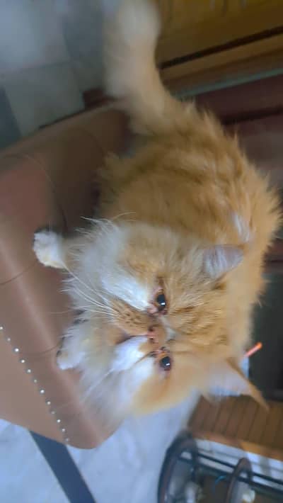 punchfaced Persian cat