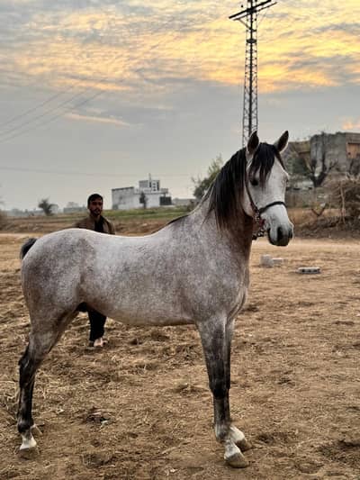 Pure Arabic horse pedigree