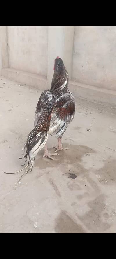 ya slatq male for sale ha   video mil jya ge