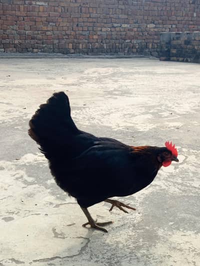egg laying Desi hen